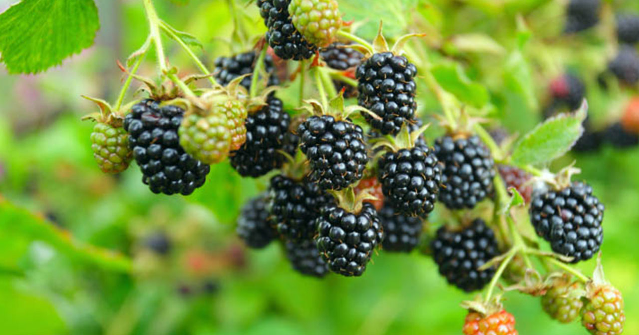 blackberry
