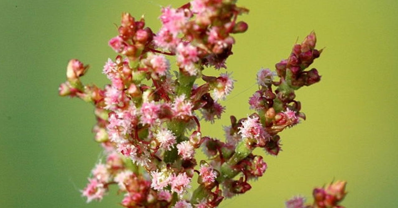 dock or rumex