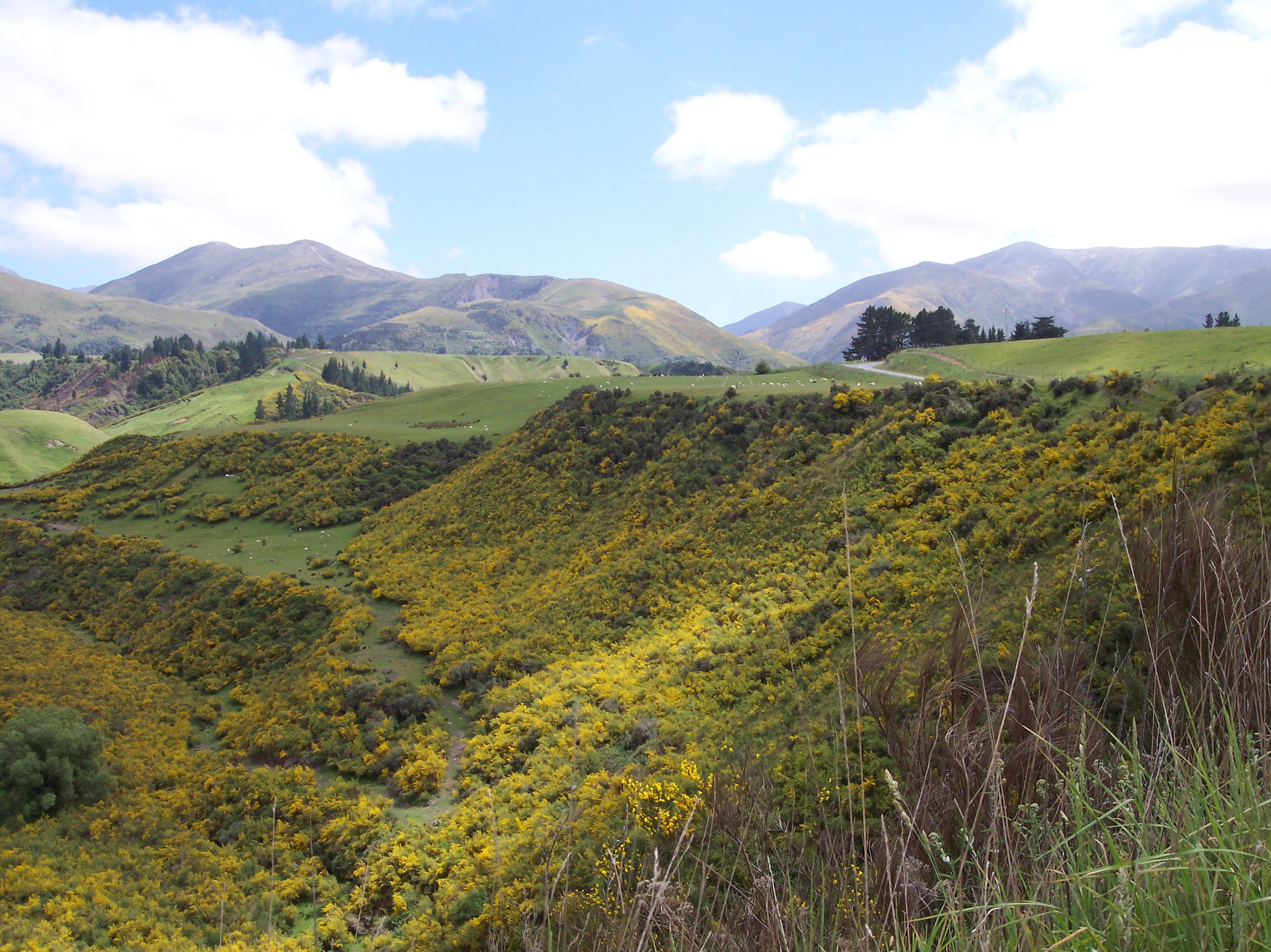 gorse