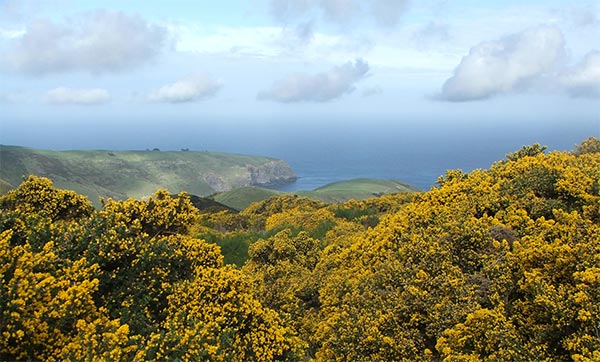 gorse