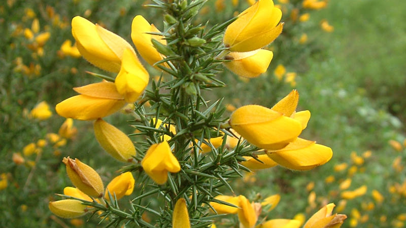 gorse