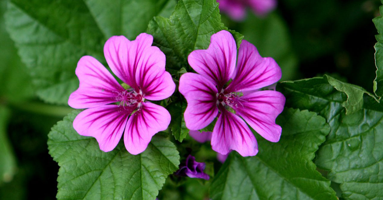 mallow