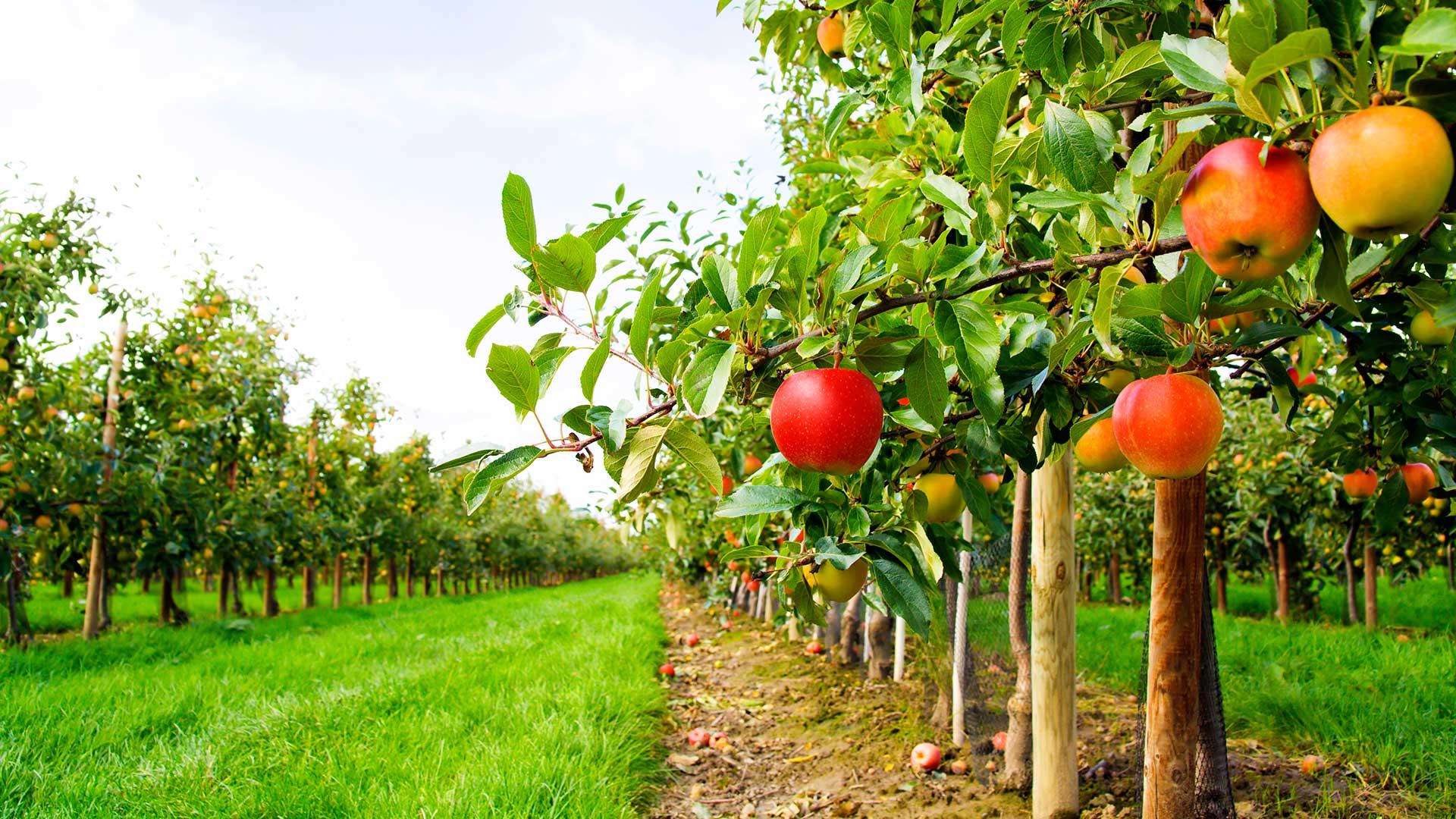 orchard