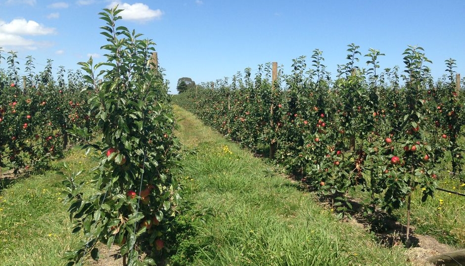 orchard