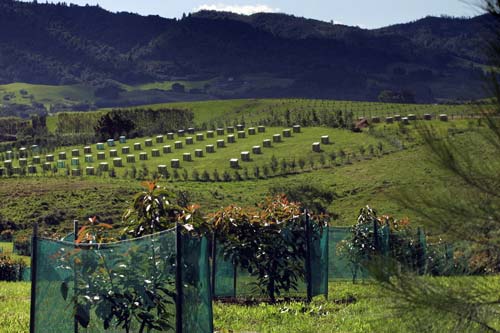 orchard