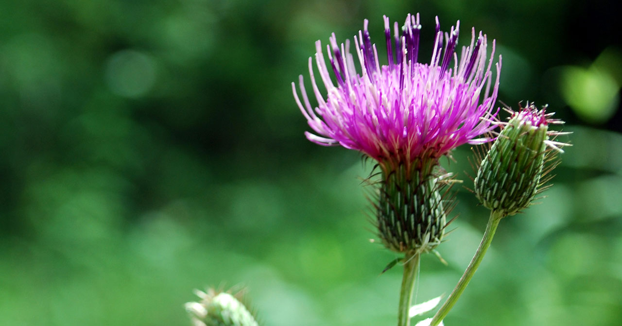 thistle