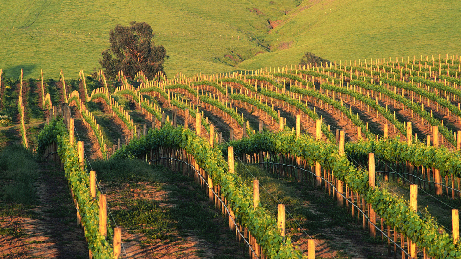 vineyard
